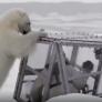 Un oso polar hambriento intenta entrar repetidamente en la caja reforzada que protege a un cineasta de la BBC