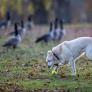 Una organización de bienestar animal pide poner una pelota de tenis o pingpong en invierno en estas zonas del jardín