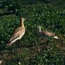 Queda oficialmente extinguida la primera especie de ave continental de Europa en tiempos modernos