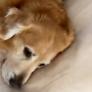 La enternecedora reacción de este Golden Retriever cada vez que su dueño le acerca un cojín