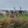 Va en ruta con su caballo y no da crédito al ver un gigantesco ciervo infiltrado en una ganado de vacas