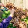 La poda perfecta de hortensias en otoño para una floración deslumbrante depende del corte en el tallo