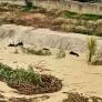 Un embalse a rebosar abre compuertas y se lleva por delante una piara de jabalíes