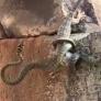 La lucha de un lagarto para salvar a su hermano después de que una serpiente lo atrapara