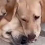 Un pequeño cachorro de Golden Retriever intenta proteger a su hermana mayor cuando cree que está en peligro y su reacción final encoge el corazón