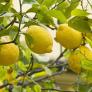 Pide que jamás las plantes junto a tus limoneros o naranjos: perdición asegurada