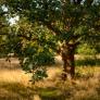 Planta un árbol y años después debe pagar más de 4.000 euros por talarlo de su jardín