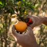 Francia tira por tierra la mandarina española