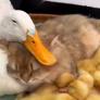 La extraña pareja de un gato y un pato deja unas imágenes que enamora a las redes