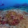 Un grupo de científicos encuentra la mayor colonia de coral del planeta