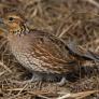 Proponen prohibir la caza de dos aves en España