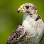 Un pueblo suelta una bandada de aves rapaces para fulminar la temida plaga española