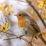 Una ONG animalista alerta de los pesticidas en la comida para pájaros