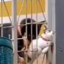 Un perro ayuda a un gato a atravesar una valla y hay unanimidad entre todos los que ven el vídeo: "A veces solo necesitas un pequeño empujón"