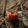 Frenazo en España de la fruta de la longevidad