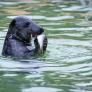 Arranca el plan para encontrar y salvar a la foca estrangulada poco a poco con un hilo de nailon