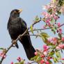 Dura advertencia para todos los que tengan el pájaro con el canto más melódico en su jardines