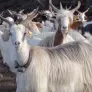 Perros, cabras y pájaros se unen para predecir terremotos y erupciones volcánicas