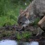 Un estudiante alerta de que un lobo acecha cerca de la escuela y el director toma una decisión drástica