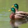 Zaragoza se ahoga con sus patos domésticos