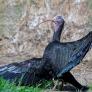 Una de las aves más amenazadas del mundo es vista por España