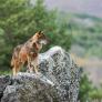 Un experto en grandes carnívoros aconseja qué no hacer bajo ninguna circunstancia si te encuentras con un lobo en los montes españoles