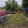 Disparan las previsiones de aceite de oliva