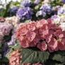 Revelan el gran secreto para que tus hortensias sobrevivan al invierno