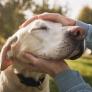 Esta es la edad a la que los perros se vuelven viejos, según un estudio