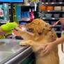 Las ganas de un Golden Retriever por jugar con su nuevo regalo mientras su dueño lo paga en el supermercado