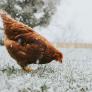 Los trucos para conseguir que las gallinas pongan huevos en el crudo invierno