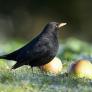 Piden a los jardineros dejar un puñado de pasas este invierno para salvar una de las aves más queridas