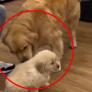 La reacción de este Golden Retriever al conocer a su nuevo hermanito por Navidad conquista las redes