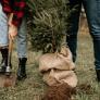 Serio aviso de Madrid a los que planten el árbol de Navidad en el monte