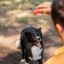 Una entrenadora de perros lo confirma: si tu mascota te sigue a todos lados no es por amor