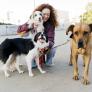 21 años como veterinaria y desvela la comida barata para humanos que cambia la vida a los perros: "Nadie me cree"