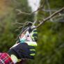 Los jardineros piden podar urgentemente 6 árboles de frutas deliciosas entre enero y febrero