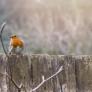 Advertencia para quienes vean este tipo de pájaros en sus jardines en febrero