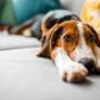 Un adiestrador de perros señala el error que cometes al llegar a casa: "Estás premiando su ansiedad"
