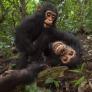 Dejan a un grupo de chimpancés a sus anchas y desarrollan un sentido de la moda que desconcierta a expertos