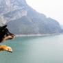 Una fotografía al azar descubre la 'montaña de cachorros' y ahora los dueños de mascotas hacen fila para inmortalizar el descubrimiento