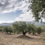 Piden dejar de quemar las ramas de la poda de los olivos y pasar a la técnica para tener suelos cargados de nutrientes