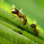 El curioso y único papel de la hormiga reina que pocos conocen