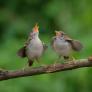 Las especies de aves que cantan más en primavera para buscar pareja