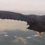 La asombrosa escena que protagoniza un buitre cuando se convierte en compañero de vuelo de un parapentista