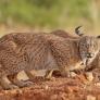 Paso decisivo del lince ibérico al introducirlo en dos zonas jamás visto