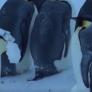 Un equipo de la BBC rompe las reglas para salvar a unos pingüinos atrapados en el hielo
