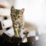 La ciencia da esperanza a los que han perdido a su gato: esta característica puede hacerles volver a casa años después de su pérdida