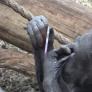 Un chimpancé se mira al espejo y su reacción sorprende a los científicos