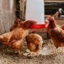 Este es el número de gallinas que necesitas para poder legalizar un gallinero de autoconsumo